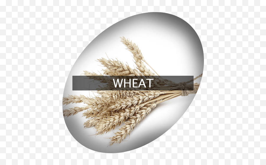 Wheat Indigrowcom - Trigo Png Emoji,Wheat Png