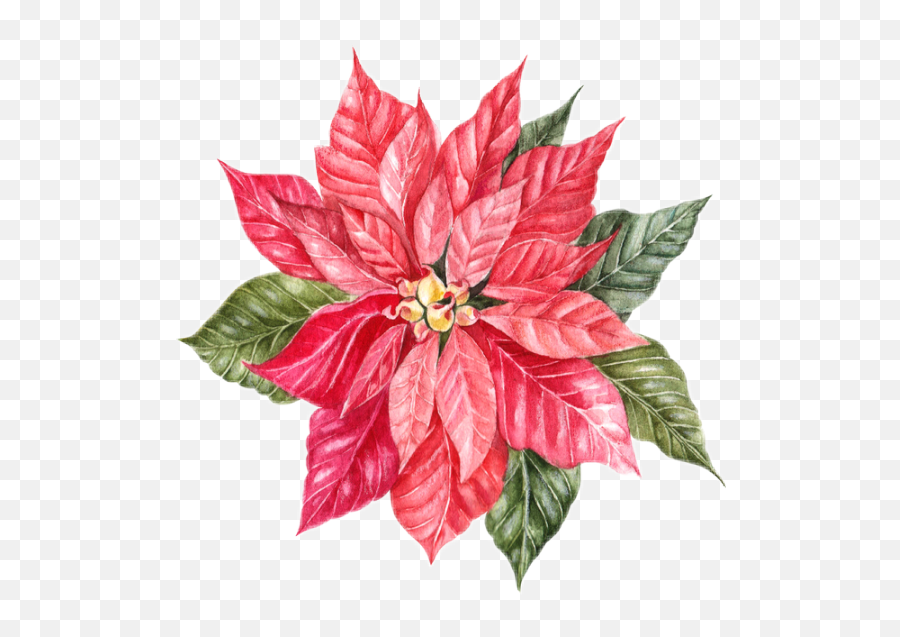The Most Edited Poinsettias Picsart Emoji,Christmas Flower Clipart