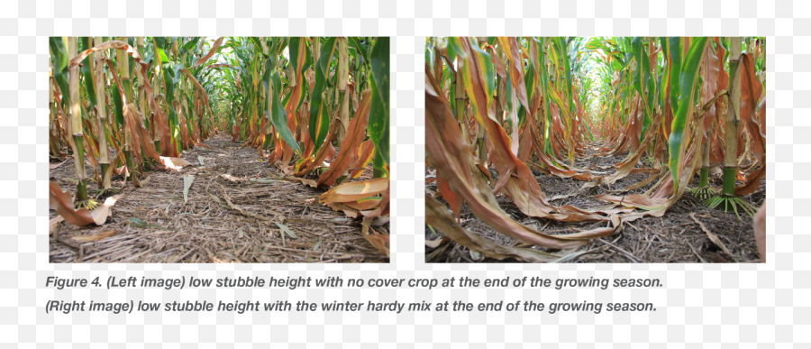 Impacts Of Stubble Height And Cover Crop On Dryland Corn Yield Emoji,Stubble Png