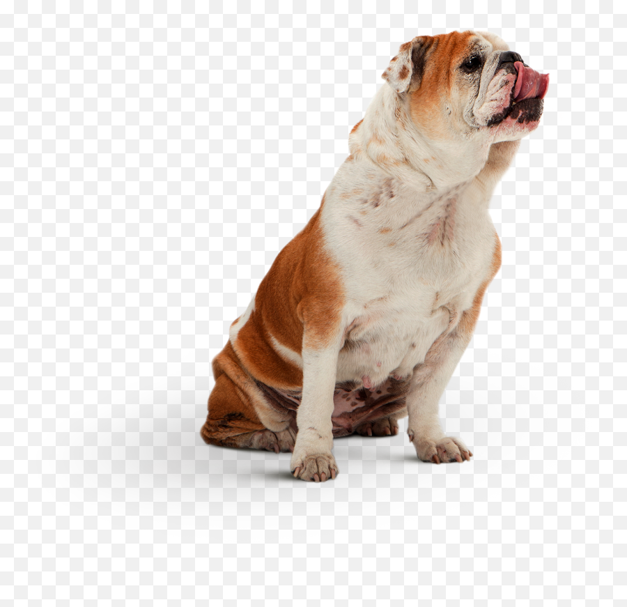 Bull - Dogsittingcutout Collards Emoji,Dog Sitting Png