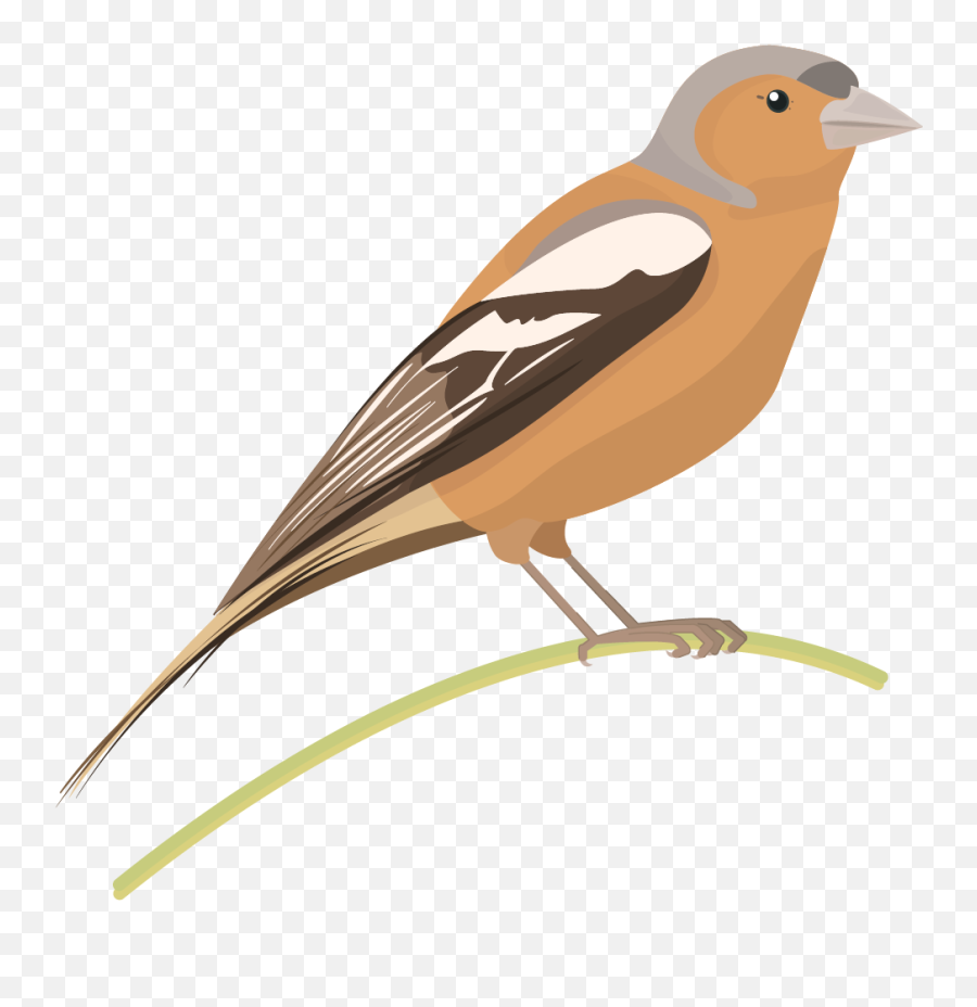 Common Blackbird Png Clipart Png All Emoji,Sparrow Clipart