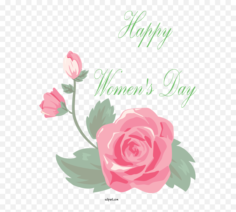 Holidays Pink Flower Garden Roses For International Womenu0027s Emoji,Pink Flower Transparent Background
