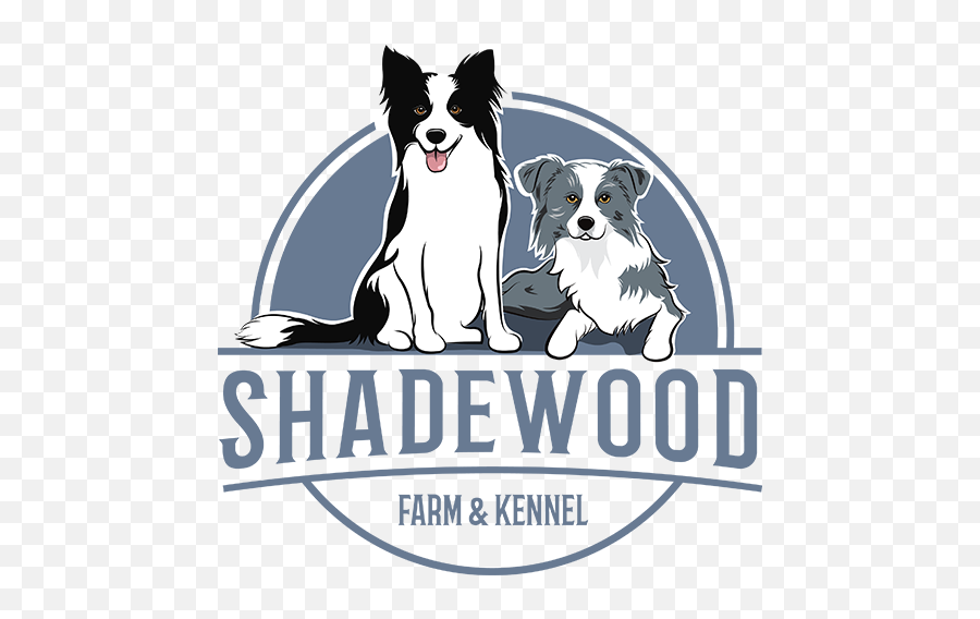 Border Collie Puppy Questionnaire - Shadewood Farm And Emoji,Border Collie Png