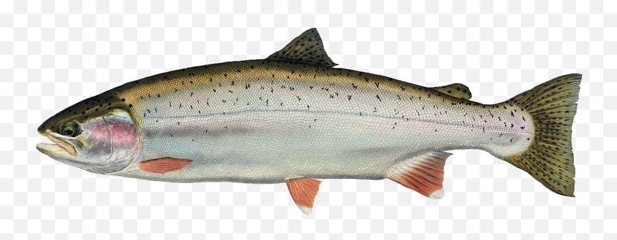Freshwater Trout - Fish Products Emoji,Fish Transparent Background
