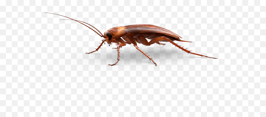 Roach Png - Cockroach Clipart Transparent Background Emoji,Cockroach Png