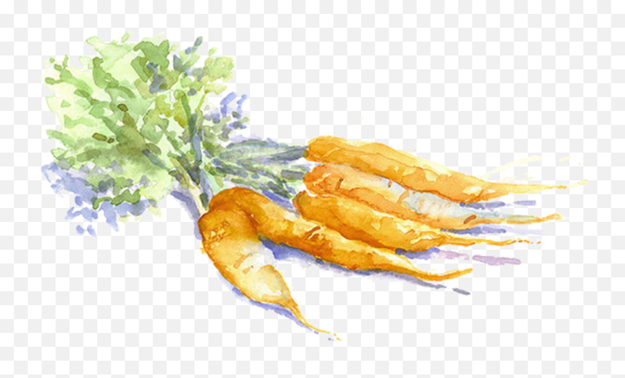 15 Carrots Png Watercolor For Free Download On Mbtskoudsalg - Transparent Background Watercolor Carrots Free Clipart Emoji,Watercolor Transparent Background