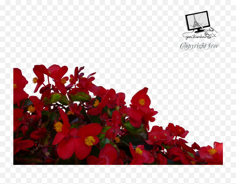 Red Flowers Png Free Download - Png Red Flowers Png Emoji,Red Flower Png