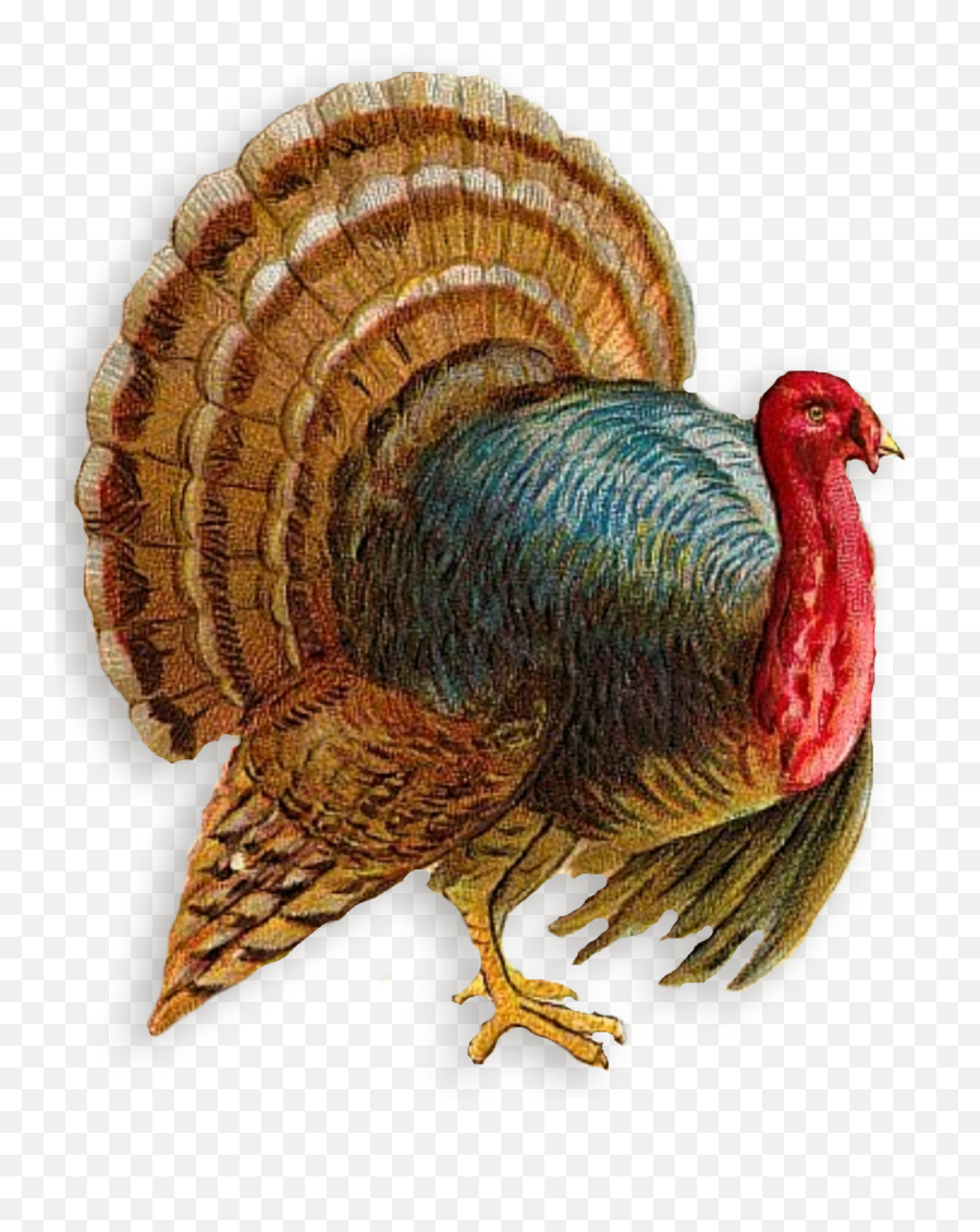 Turkey Png Clipart - Transparent Background Thanksgiving Turkey Clipart Png Emoji,Turkey Png