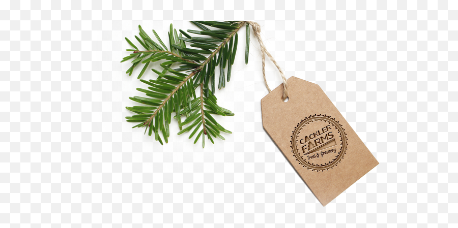 Real Christmas Trees U0026 Wreaths Cackler Farms Delaware Ohio Emoji,Christmas Greenery Png
