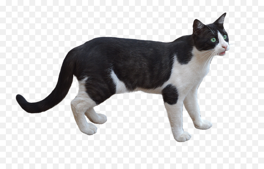 Png Cat Pet - Animal Png Emoji,Imagenes Png