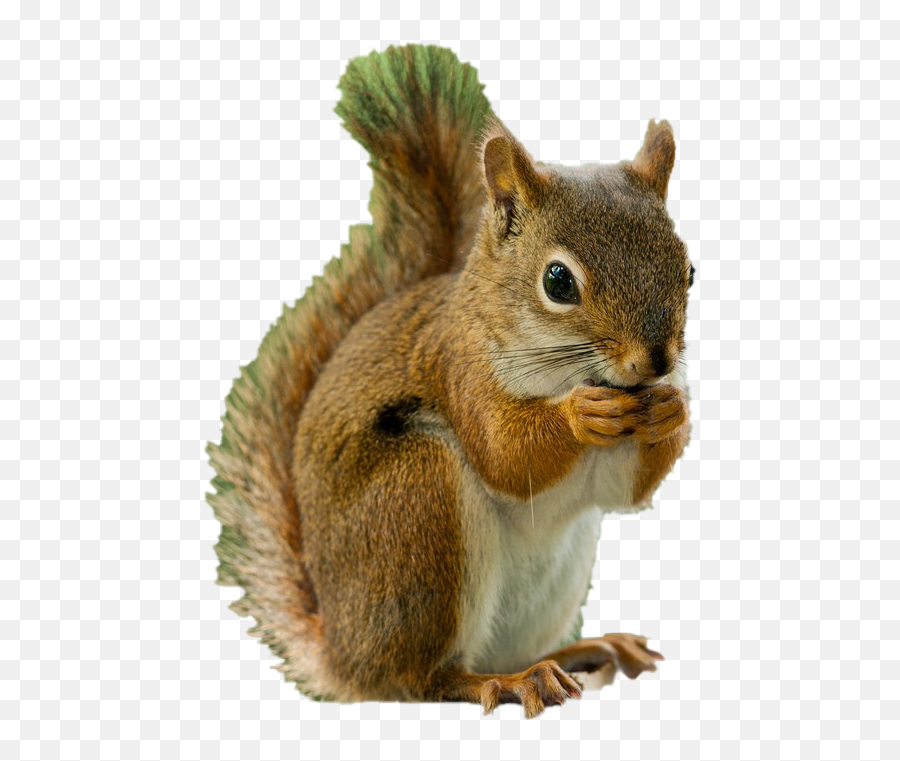 Squirrel Png Photos - Transparent Background Squirrel Clipart Emoji,Squirrel Png
