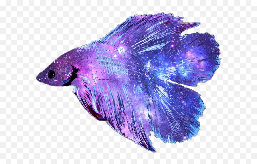 Betta Fish Transparent Background Png - Real Betta Rainbow Fish Emoji,Fish Transparent Background