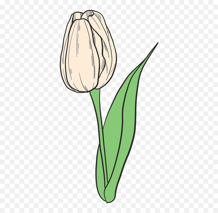 White Tulip Clipart - Full Emoji,Tulips Clipart