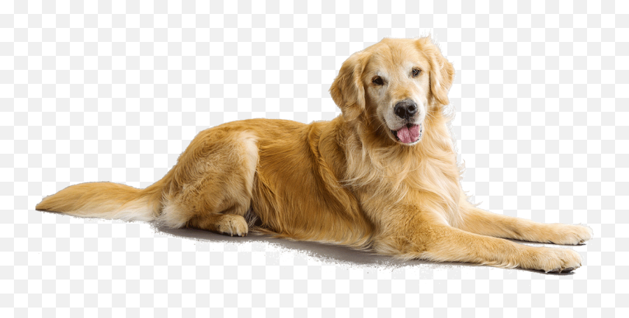 1872397 Pet Clipart Golden Retriever Puppy - Benrey Emoji,Golden Retriever Clipart