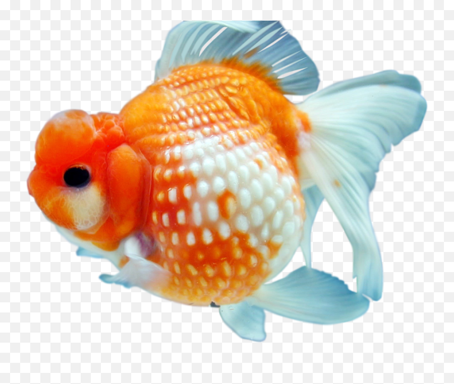 Goldfish Png Free Download - Gold Fish In Png Emoji,Gold Fish Png