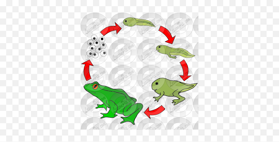 Frog Life Cycle Picture For Classroom - Holarctic Tree Frogs Emoji,Cycle Clipart