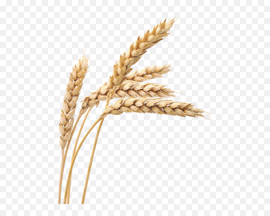 Wheat Png Wheat Transparent Background - Freeiconspng Wheat Plant Transparent Background Emoji,Wheat Clipart