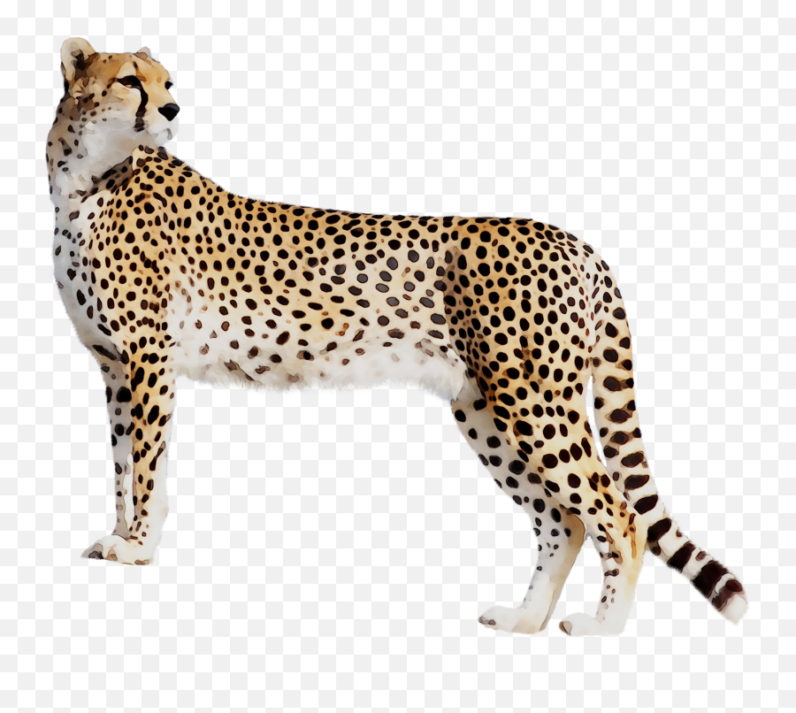 Download Panther Leopard Cat Tiger - Cheetah Png Emoji,Cheetah Clipart