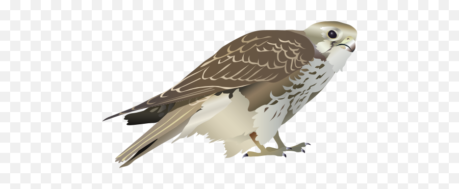 Download Prairie Falcon Clipart Transparent - Svg Falcon Png Falcon Emoji,Falcon Clipart