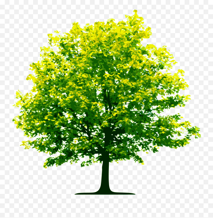 Tree Png Images - Transparent Background Animated Tree Png Emoji,Tree Png