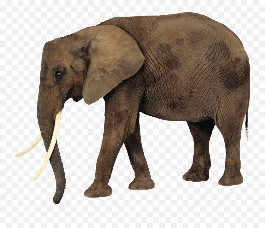 Elephant Png - African Elephant Png Emoji,Elephant Png