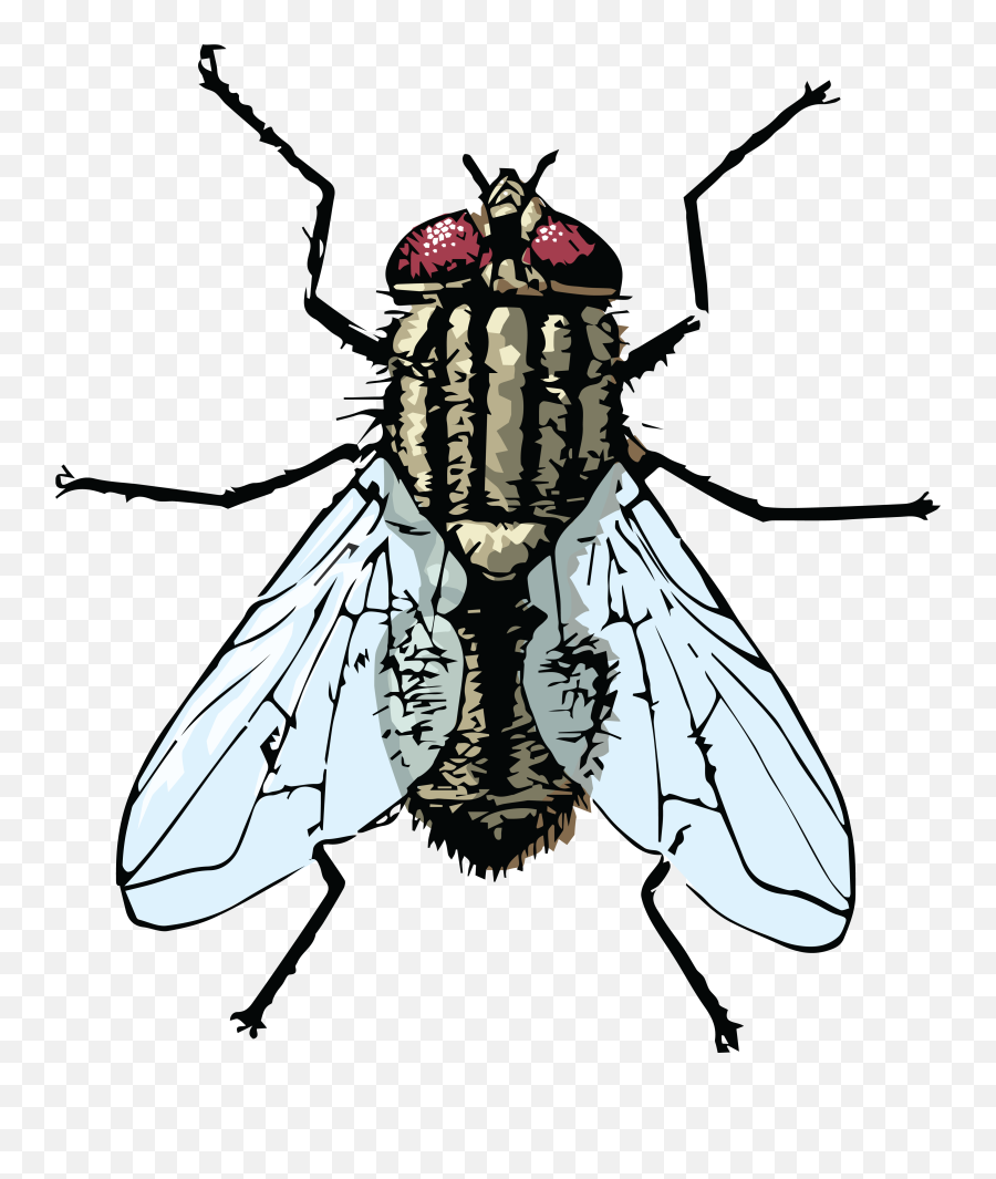 Free Clipart Of A House Fly - House Fly Clipart Png Emoji,Fly Clipart