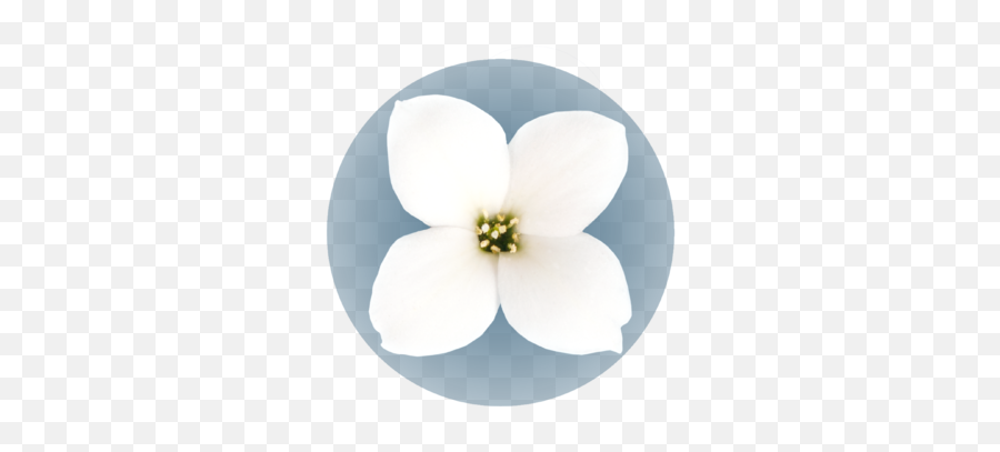 Looking For Cuttings Of Quality Kalanchoe Emoji,Dogwood Flower Clipart
