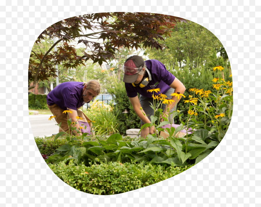Professional Gardening - Mr Mow It All Sunflowers Emoji,Gardening Png