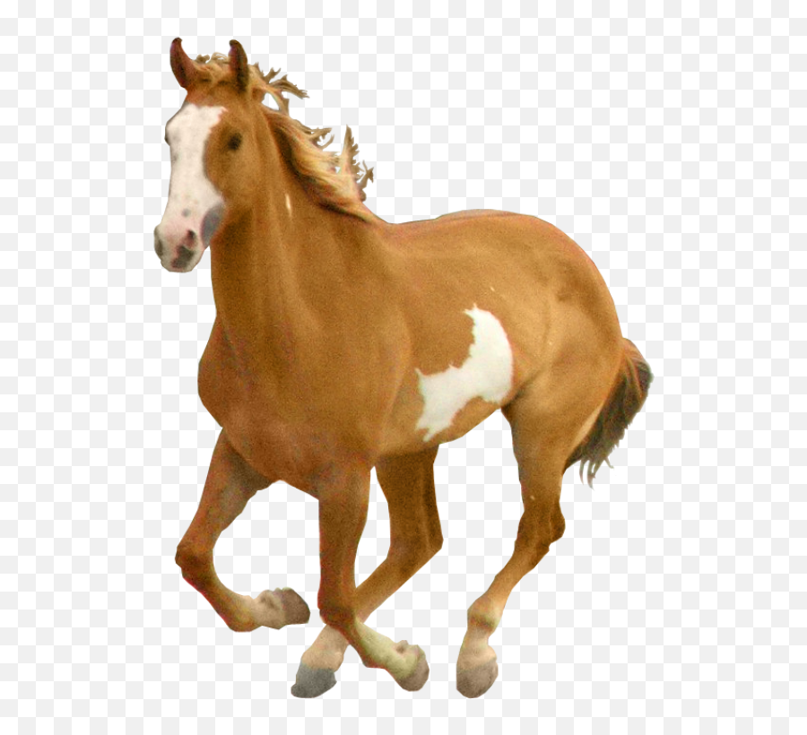 Horse Clipart Png - Png Download Real Horse Png Emoji,Horse Clipart