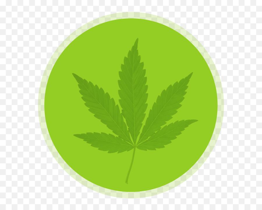 Your Guide To Different Marijuana Strains Thc Texoma Emoji,Marijuana Leaf Png