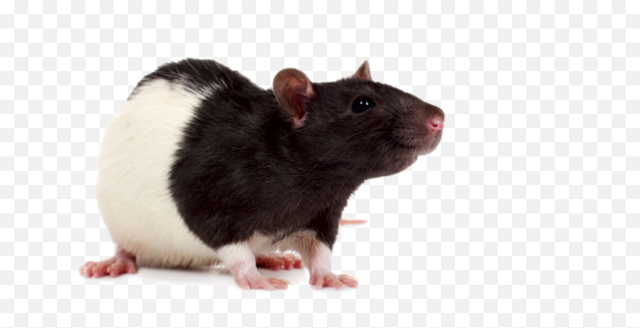 Download Black And White Pet Rat Png - Rat Pic Free Download Emoji,Rat Transparent Background