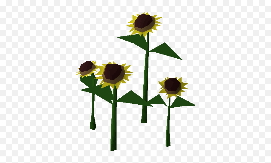 Sunflower Old School Runescape Wiki Fandom - Sunflower Osrs Emoji,Sunflowers Png