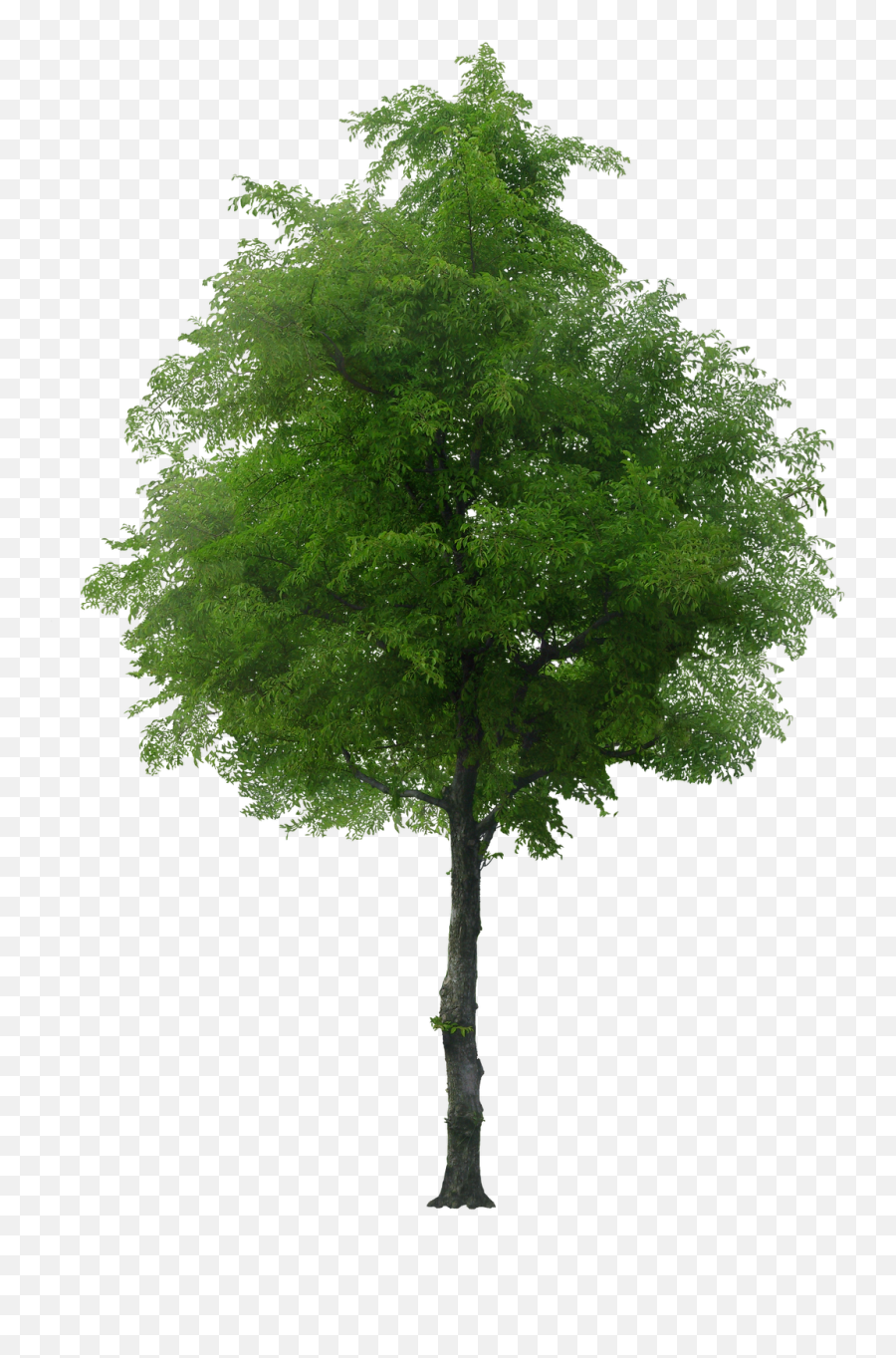 Oak Tree Cutout - Tree Stock 390x550 Png Clipart Download Transparent Background Tree On Hill Png Emoji,Oak Tree Clipart