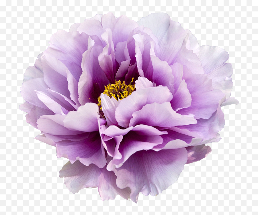 Violet Peony Clip Art Transparent Background - Free Graphics Paeonia Suffruticosa Lavender Emoji,Flower Transparent