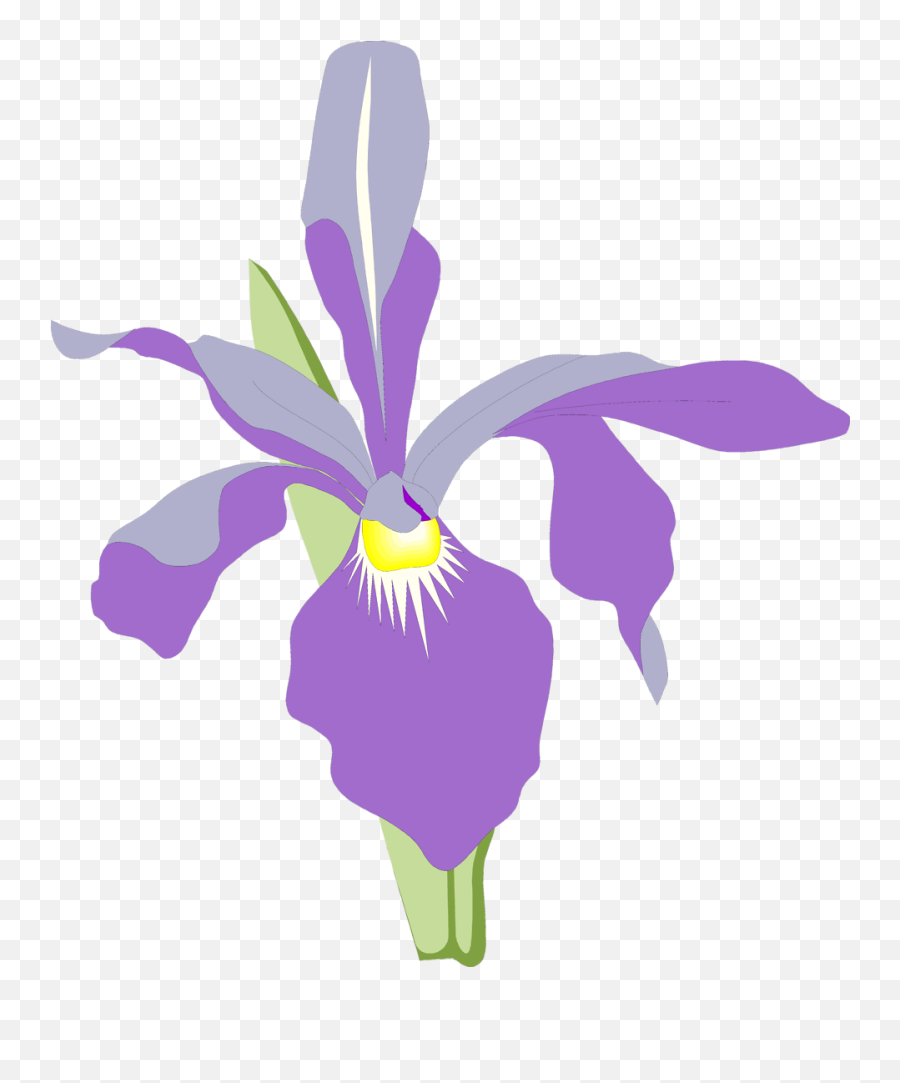 Vector Iris Flower Png Emoji,Iris Flower Png