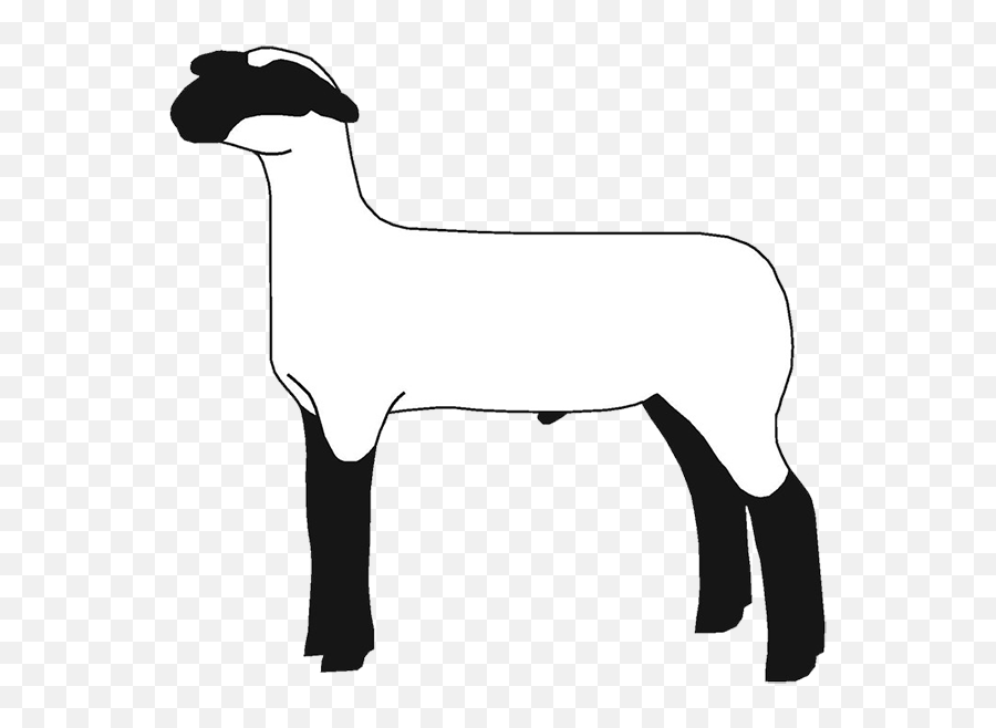 Lamb Clipart Club Lamb - Market Lamb Show Lamb Silhouette Emoji,Lamb Clipart
