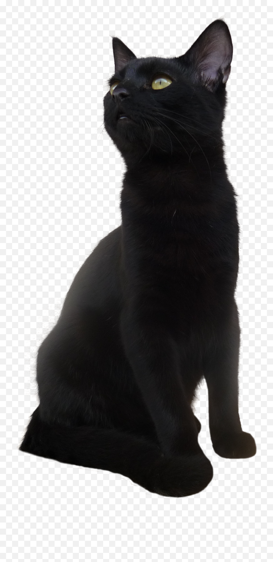 Bombay Cat Korat European Shorthair Black Cat - Black Cat Emoji,Black Cat Clipart Png