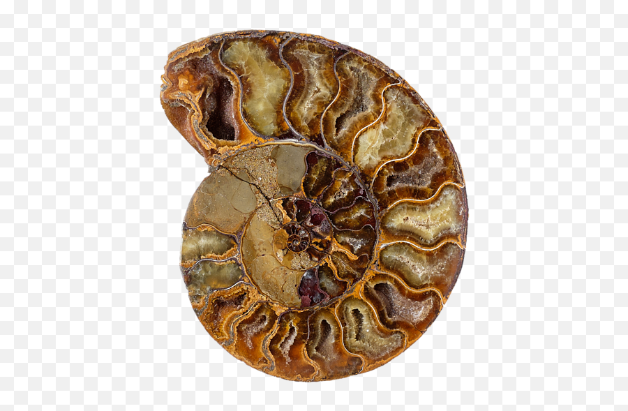 Nautilus Fossil Seashell On A Transparent Png Background Emoji,Pillow Transparent Background