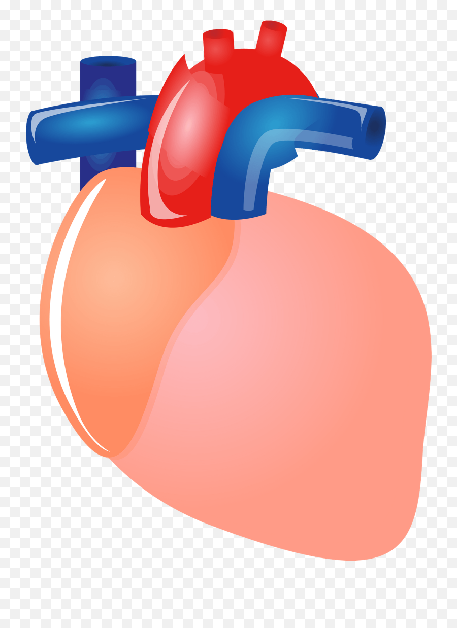 Heart Organ Clipart Free Download Transparent Png Creazilla Emoji,Heart Organ Clipart