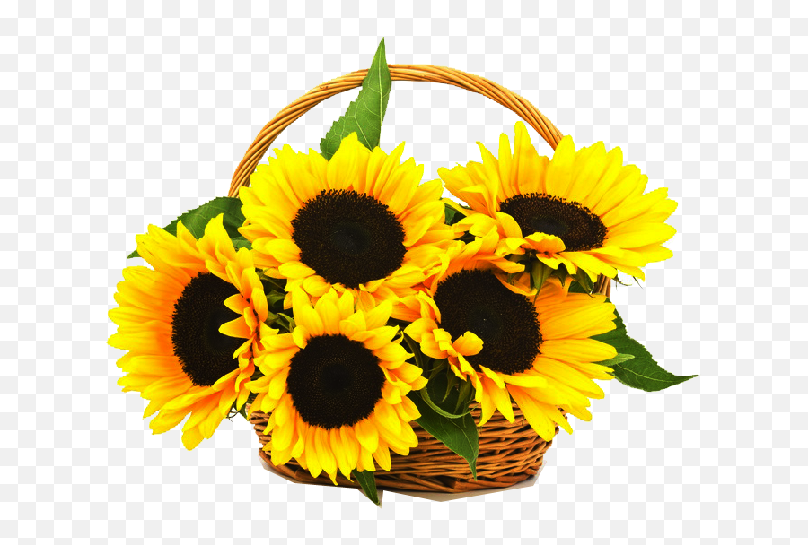 Sunflowers Png - Sunflowers Png One Sunflowers In A Basket Sunflower Flower Basket Png Emoji,Sunflowers Png