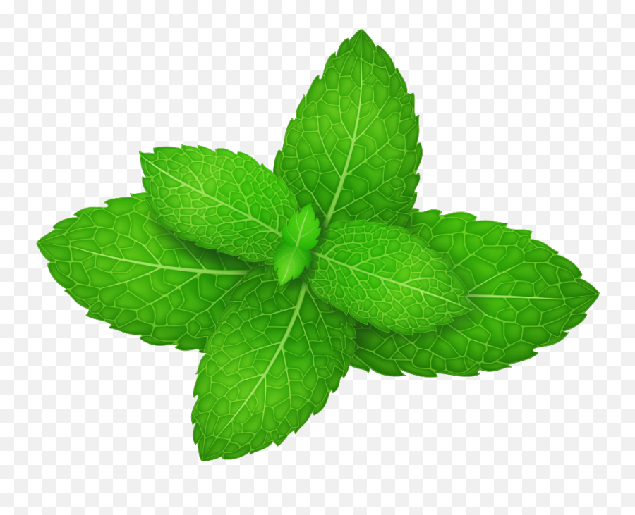 Download Mentha Leaf Herb Leaves - Mint Leaves Vector Png Emoji,Peppermint Clipart