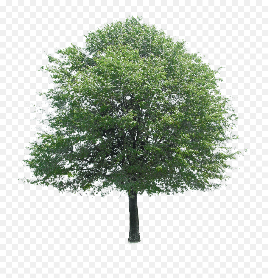 Tree Png Images - Png Tree Emoji,Tree Png