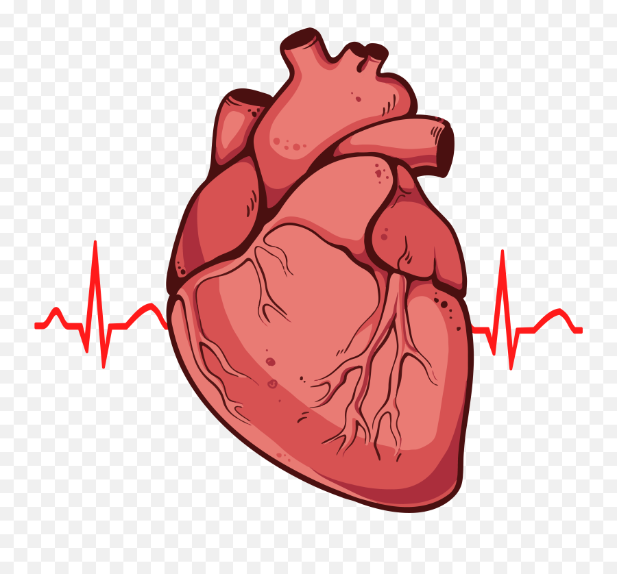 Real Heart Clipart 2 - Real Transparent Heart Png Emoji,Heart Clipart