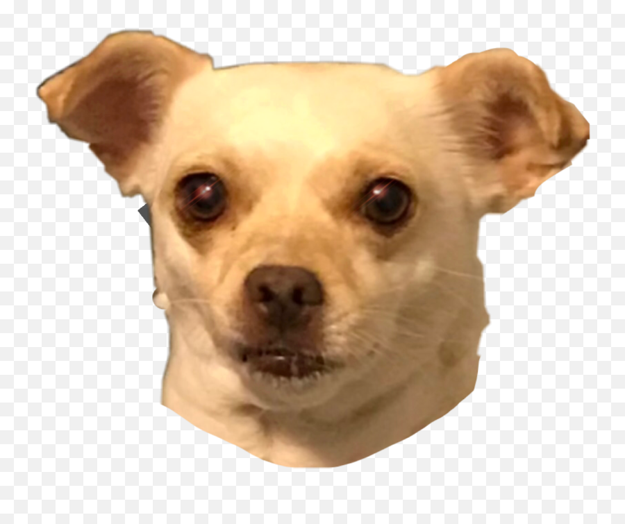 Taco Bell Dog Png Picture 429488 Taco 1684340 - Png Emoji,Taco Bell Png