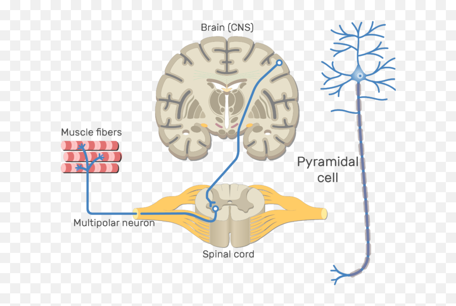 Clipart Brain Central Nervous System - Motor Neuron In Brain Emoji,Neuron Clipart
