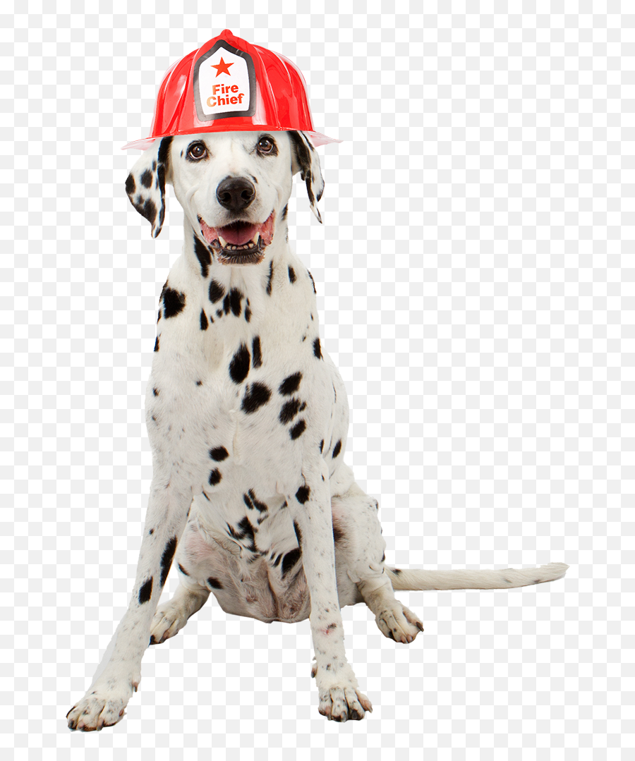 Flashover - Firefighter Rescue The Crooked Key Emoji,Dalmatian Png