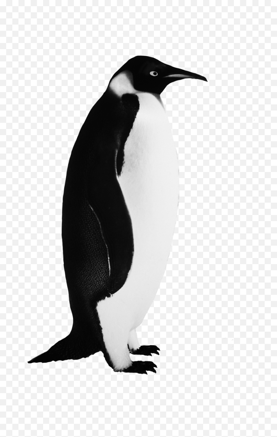 Funny Penguin Clip Art Emperor Penguin - Real Penguin Black And White Emoji,Penguin Clipart