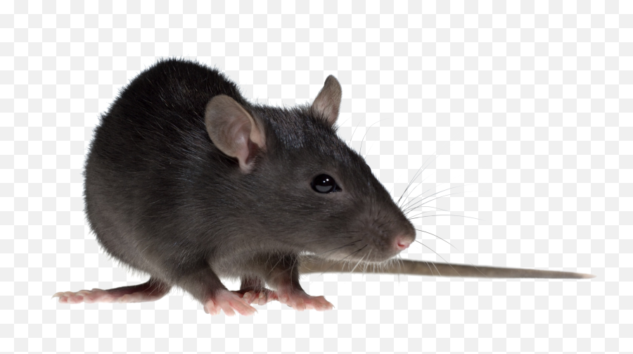 Download Hd Rat Download Png Image - Clear Background Transparent Rat Emoji,Rat Transparent Background