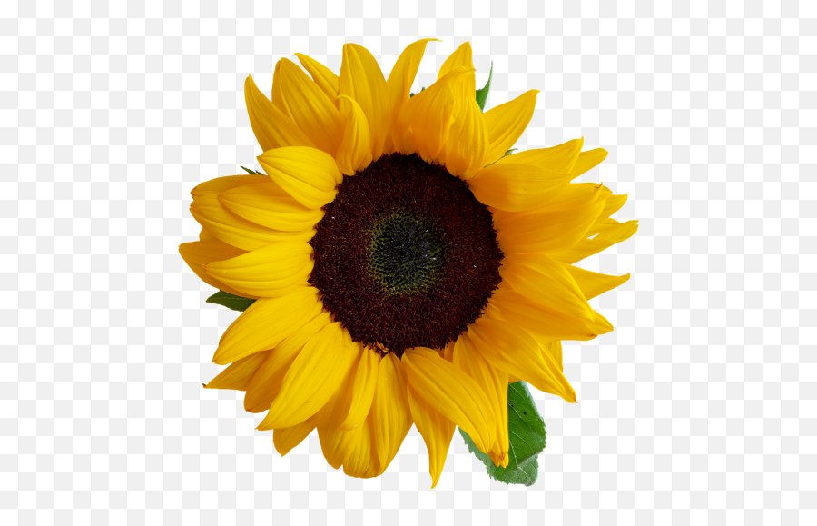 Sunflower Transparent Png Image - Freepngdesigncom Words For Kids In Kannada Emoji,Transparent Sunflowers