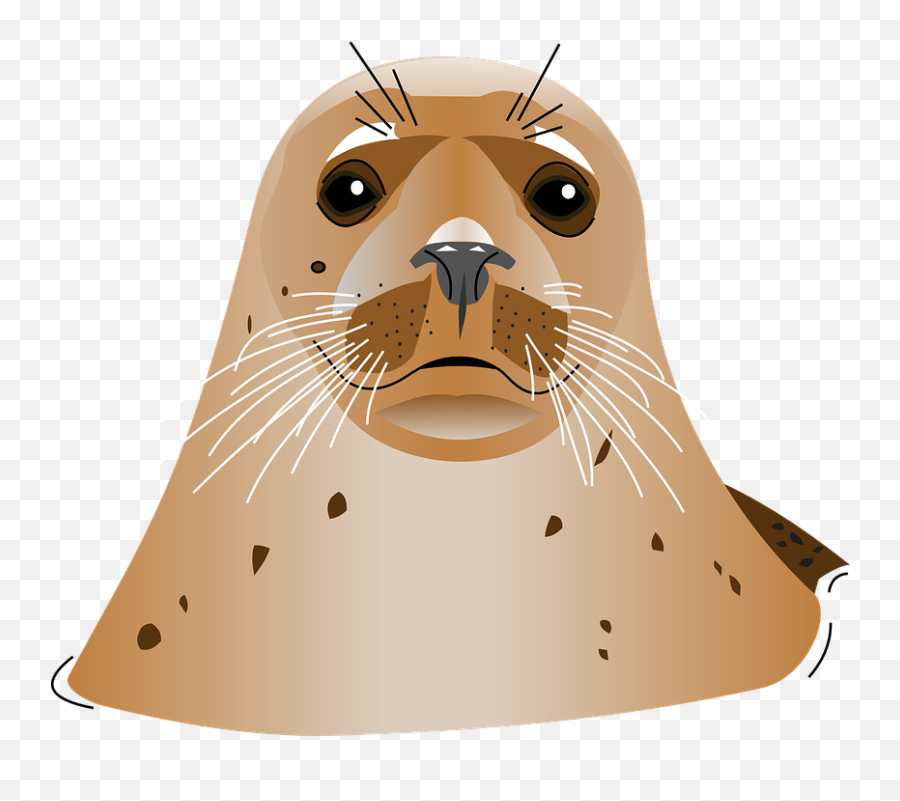 Free Photo Ocean Sea Animal Seal - Max Pixel Emoji,Sea Creatures Clipart